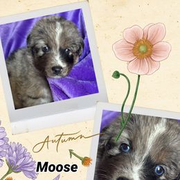 Moose - Blue merle male Australian Shepherd puppy in Marshall, Virginia from Aussie Tales Farm