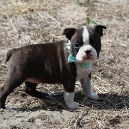 Evie (New photos and video) - Brindle and white female Boston Terrier puppy in Brooksville, Florida from I Love Pups
