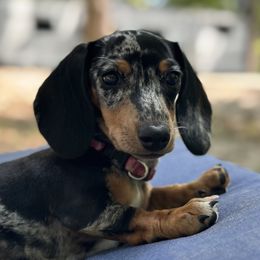 Astrid - Dachshund