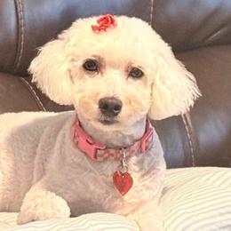 Bichon Frises and Yorkshire Terriers from Joanelly Marshall