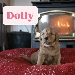 Dolly - Red  female Goldendoodle puppy in Dallas, Oregon from Angel Mortenson