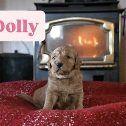 Dolly - Red  female Goldendoodle puppy in Dallas, Oregon from Angel Mortenson