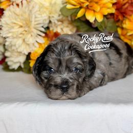 Bobble - Merle male Cockapoo puppy in Nashville, Arkansas from Rocky Road Puppies