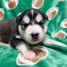 AKC King - Black and white male Siberian Husky puppy in Centreville, Maryland from Huskies By the Bay