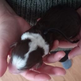 Kit Kat - Brown and white female Bernedoodle puppy in Fairfield, Illinois from Positively Doodles