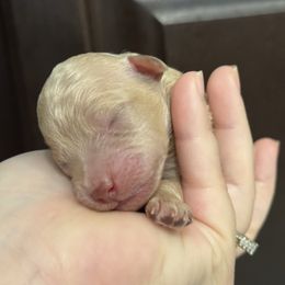 Garlic - Cream male Poodle puppy in Haines City, Florida from Noelle Poodles