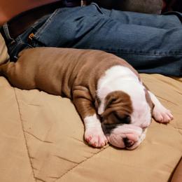 American Staffordshire Terrier Puppies from Edelhaus Kennel