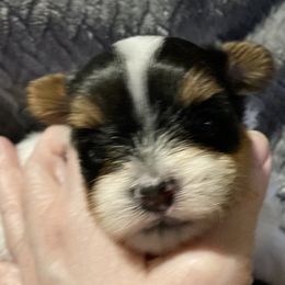 Assorted Doodle Crosses, Double Doodle, Maltipoo, Morkie, and Yorkipoo Puppies from Danza Bolo