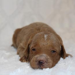 Boy 2 - Apricot male Poodle puppy in Somerset, Ohio from Odyssey Pups