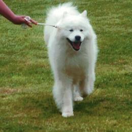 Samoyeds from Mytee Samoyeds