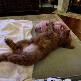 Goldendoodle Puppies from Zink Doodles