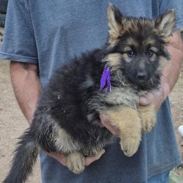Girl 2 Violet - Black and tan female German Shepherd puppy in Lake George, Colorado from High Country German Shepherds