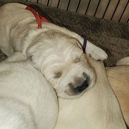 Red - Golden female Golden Retriever puppy in Lucasville, Ohio from Halo Kennels
