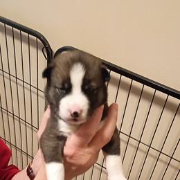 Siberian Husky Puppies from Johnson huskies