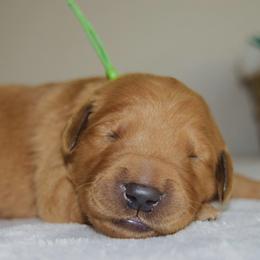 Golden Retriever Puppies from Revival Retrievers