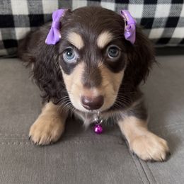 Dachshund Puppies from Delta Dachshunds