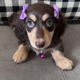 Dachshund Puppies from Delta Dachshunds