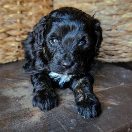 Wheeler - Black tri-color male Aussiedoodle puppy in Crete, Nebraska from Doodles & Co