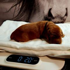 Irish Setter and Labrador Retriever Puppies from Down setters and labs