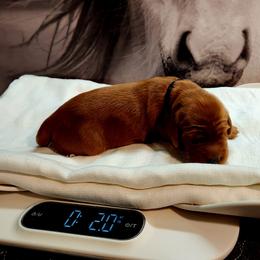 Irish Setter and Labrador Retriever Puppies from Down setters and labs