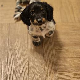 Dachshund Puppies from DT Dachshunds