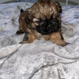 Casey - Red female Shih Tzu puppy in Sacramento, California from NANA’S  QUALITY SHIH TZU'S