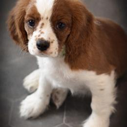 Jelly Bean - green collar - Blenheim male Cavalier King Charles Spaniel puppy in Norfolk, Virginia from Colorful Cavaliers