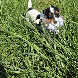 Companion Cross, Russell Terrier, and Yorkshire Terrier Puppies from Working W Kennels
