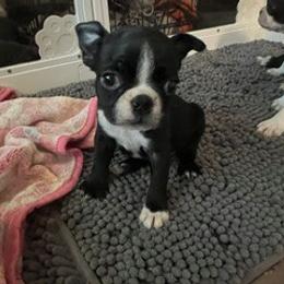 Boston Terrier Puppies from Mid-Michigan Boston Terriers