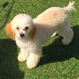 Daisy - Poodle