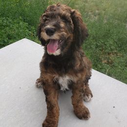 Bernedoodles from Lil'Mo'Lovin Bernedoodles