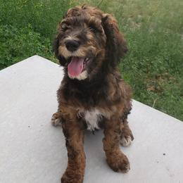 Bernedoodles from Lil'Mo'Lovin Bernedoodles