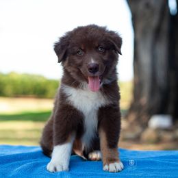 Gator - Red tri-color male Australian Shepherd puppy in Campbell, Texas from RD Ranch