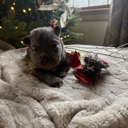 Ivy - Red and white female Siberian Husky puppy in Ravena, New York from Osiris’s Siberians & Pomskies