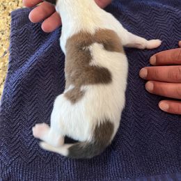 Boy 2 - Collie puppy in Canyon, Texas from Flying W Collies