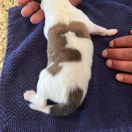 Boy 2 - Collie puppy in Canyon, Texas from Flying W Collies