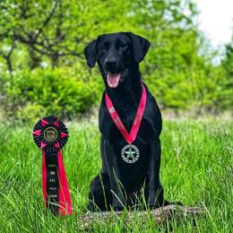 Remi - Labrador Retriever