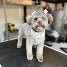 Roux - Miniature Schnauzer