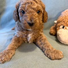 Cooper - Apricot male Goldendoodle puppy in Rochester, New York from Willowgreen Goldendoodles
