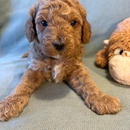 Cooper - Apricot male Goldendoodle puppy in Rochester, New York from Willowgreen Goldendoodles