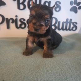 Gizmo - Black and tan male Yorkshire Terrier puppy in Clermont, Florida from Bella's Prissy Butts