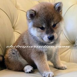 Kuma - Red male Shiba Inu puppy in Tualatin, Oregon from Shiba Paradise