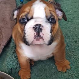 Bulldog Puppies from Chris Hermiller