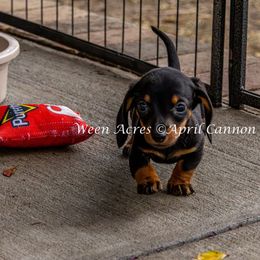 Sweet Boy - Black and tan male Dachshund puppy in Brooksville, Florida from Ween Acres