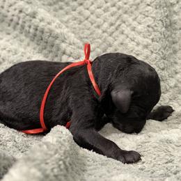 Fudge - Black male Poodle puppy in Salmon, Idaho from Stunningly Sweet Standards