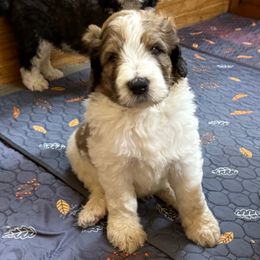 George - Apricot male Saint Berdoodle puppy in San Antonio, Texas from Mammoth Doodles