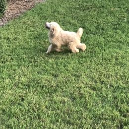 Poodle Puppies from Southern Standards Standard Poodles