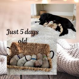 Labrador Retriever Puppies from Swatara Creek Labradors LLC