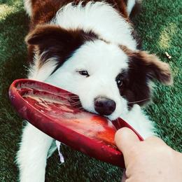 Autumn - Border Collie