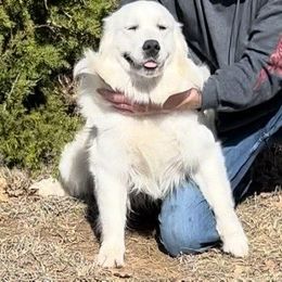 Cypress - Golden Retriever